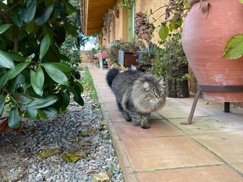 Aurora 2-bed - Sleeps 4 - Montseny Park Holiday home Arbucies